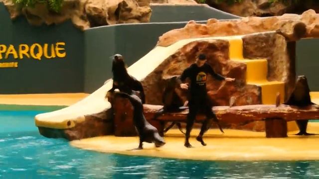 Tenerife Loroparque. Лоропарк Тенерифе. смотреть онлайн