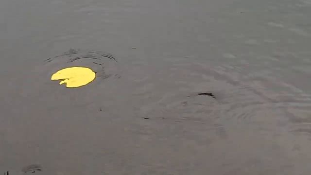 Домашний пруд с карасями смотреть онлайн