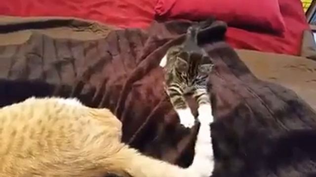 Romo loves his foster brother Preston! смотреть онлайн