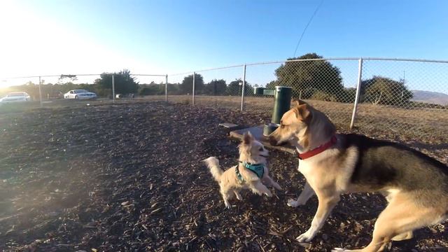 Chihuahua Becomes NEW Alpha Of The Dog Park! (Sable American Terrier, Dalmatian) смотреть онлайн