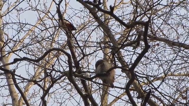 Воробьиный сычик и Большой пестрый дятел смотреть онлайн