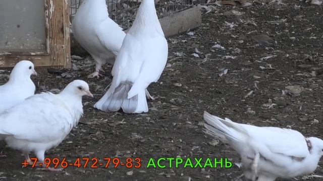 Бакинские широкохвостые голуби Гусейнова Теймура в Астрахани+7-961-798-10-02 смотреть онлайн