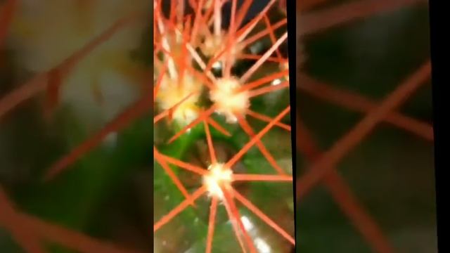 Кактус с красными и голками. смотреть онлайн