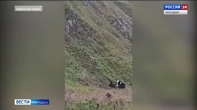 Стадо коров бросилось с обрыва, спасаясь от разъяренных собак смотреть онлайн