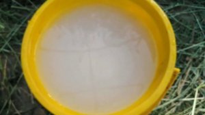 Профилактика ТОМАТОВ от фитофторы. Применяю НОВЫЙ препарат СПОРОБАКТЕРИН. Не пожалею ли я об этом?