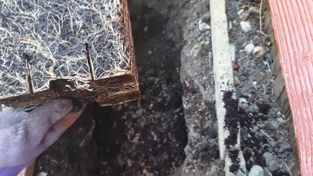 Claire Austin Climbing English Rose 'Ausprior' - David Austin Roses - From Unboxing to Bloom - UK смотреть онлайн