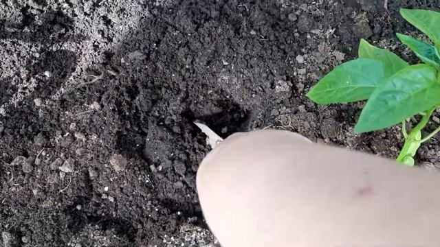 Дача,удобряю чеснок,сажаю перец, замачиваю семена. смотреть онлайн