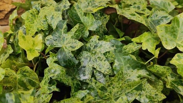 посадки вдоль забора, часть1 смотреть онлайн