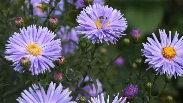 Nature смотреть онлайн