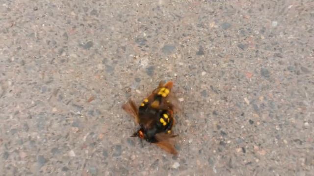 Megascolia maculata смотреть онлайн