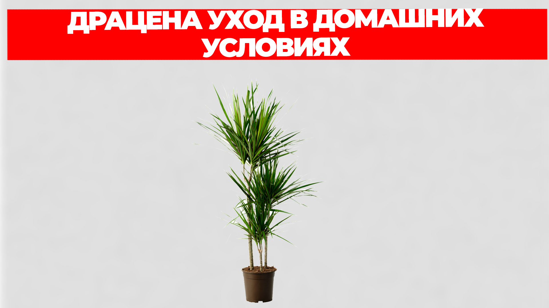 ДРАЦЕНА УХОД В ДОМАШНИХ УСЛОВИЯХ