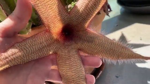 Stapelia Gigantea or Zulu Giant. Stapelia Marlothii смотреть онлайн