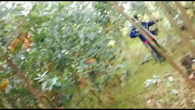 Manejo de renuevos de eucalipto (Eucalyptus Globulus Labill) смотреть онлайн