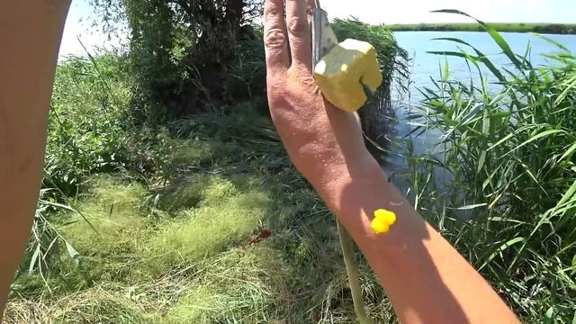 Рыбалка На Глубоком Турунчуке. От карасей отбоя нет ! 15.07.2023. смотреть онлайн