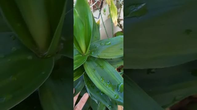 Lucky Bamboo Dracaena Branaii/ LhotlotTVchanel смотреть онлайн