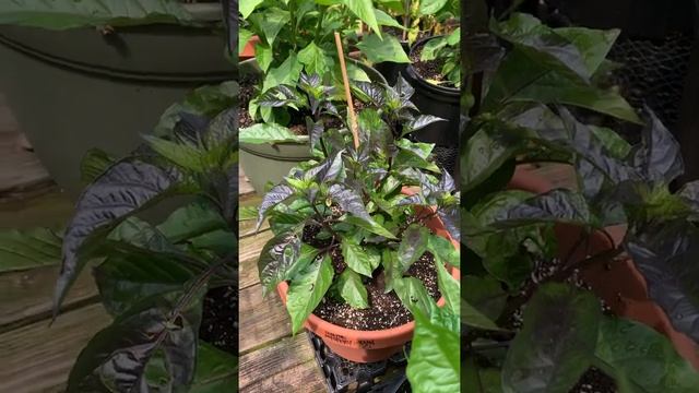 Welcome to the jungle, Grow update ?? смотреть онлайн