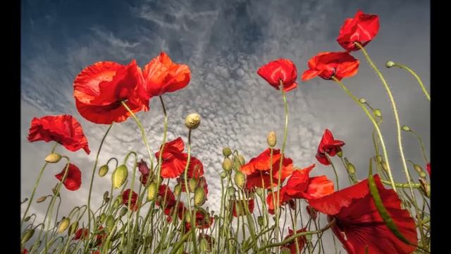 2794-из Гарыныч ВЕТЕР-Собственность Господа!-Небо голубое.( песенка, душевнoe).mp4