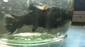 Нерест Моллинезии