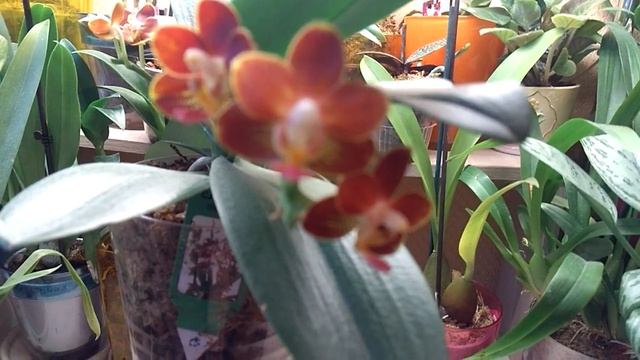 Цветение Фаленопсиса Yaphon Perfum "coffee". 31.01.2019 г. смотреть онлайн