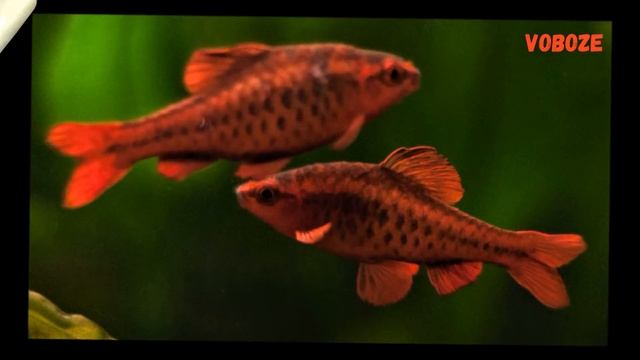 Барбус вишнёвый в аквариуме. Содержание, разведение, совместимость, чем кормить. смотреть онлайн