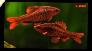 Барбус вишнёвый в аквариуме. Содержание, разведение, совместимость, чем кормить.