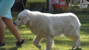 Польская подгалянская овчарка на ilikepet. Особенности породы, уход