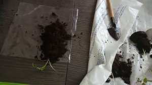 Пикировка томатов из торфяных таблеток. Pick tomatoes from peat tablets