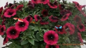 Петуния ампельная Шок Вейв Дип Парпл ? обзор: как сажать, семена петунии Шок Вейв Дип Парпл