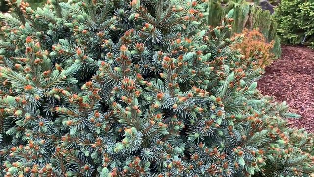 Picea engelmannii 'Jasper' Dwarf Engelmann Spruce April 22, 2020 смотреть онлайн