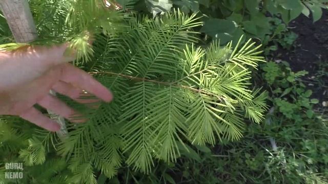 Метасеквойя, третье лето / Metasequoia