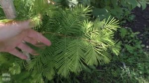 Метасеквойя, третье лето / Metasequoia