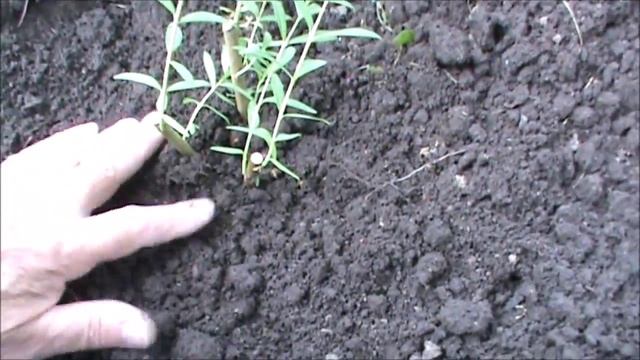 Особенности высадки саженцев ив смотреть онлайн