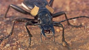 Жук ест муравьев  и стреляет кислотой во врагов!