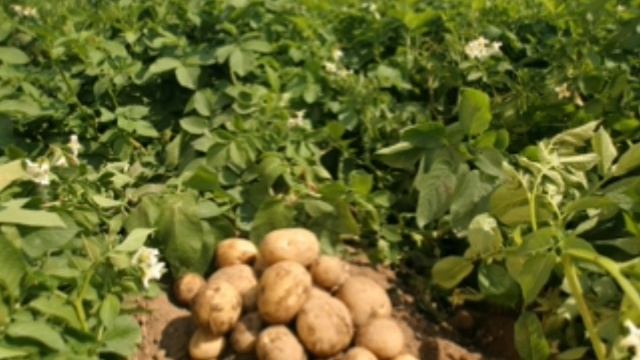 Как распланировать щедрый урожай. что после чего садить смотреть онлайн