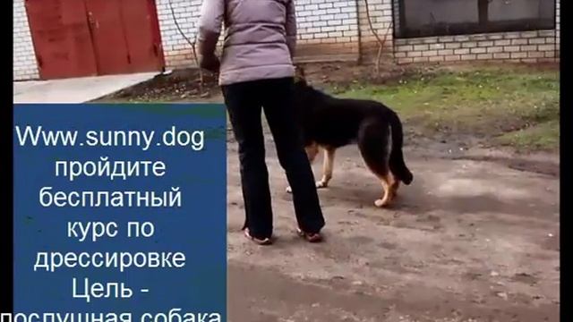 Собака тянет поводок? пес тянет на прогулке:? как отучить его? как научить ходить рядом смотреть онлайн