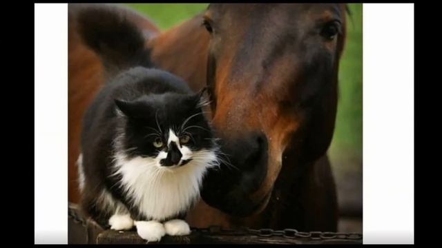 Нежность и дружба животных . Вызывает умиление смотреть онлайн