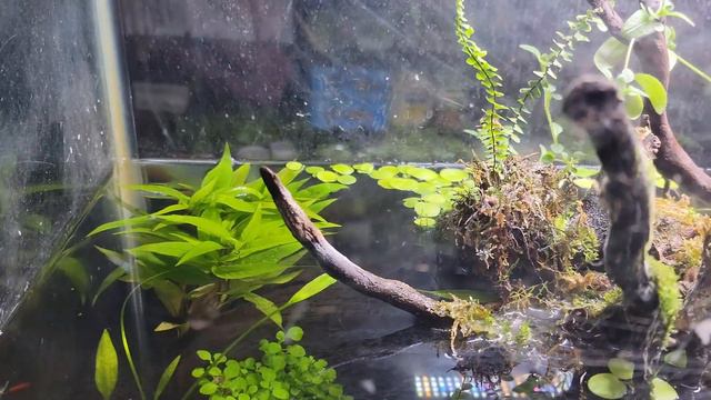 My New Eastern Newt Tank! How to Build an Aquatic Newt Enclosure смотреть онлайн