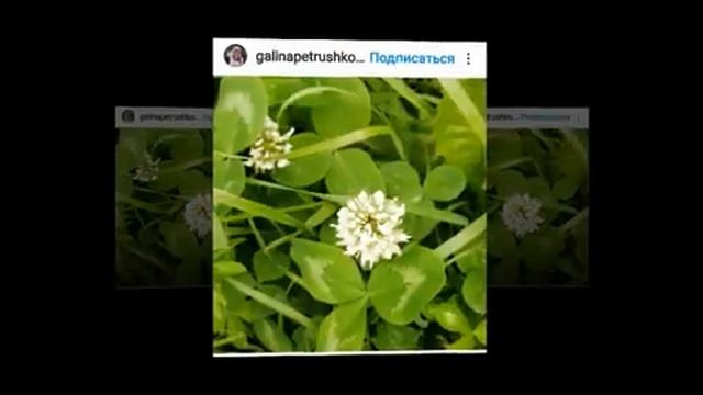 _Цветущий Хабаровск_ дистанционный фотоконкурс. смотреть онлайн