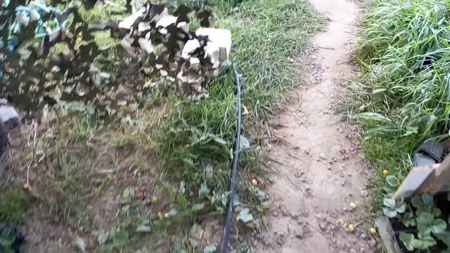 Новые парники. Рассада клубники. Ранние сорта