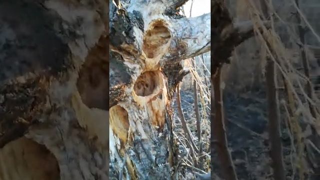 Дятел в деле))) смотреть онлайн