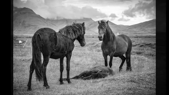 "Equus Ferus Caballus" Cheval d'Islande смотреть онлайн