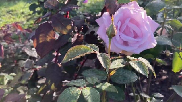 Голубая розочка Blue Moon, 2021 смотреть онлайн