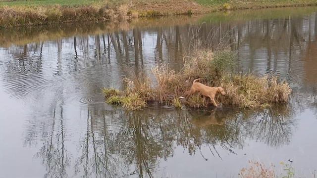 Arísek 18. Listopad 2020