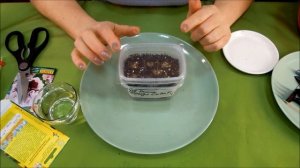 Посев Виолы на рассаду. Советы от Зеленого Огорода.