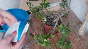 Эуфорбия Миля, Молочай.