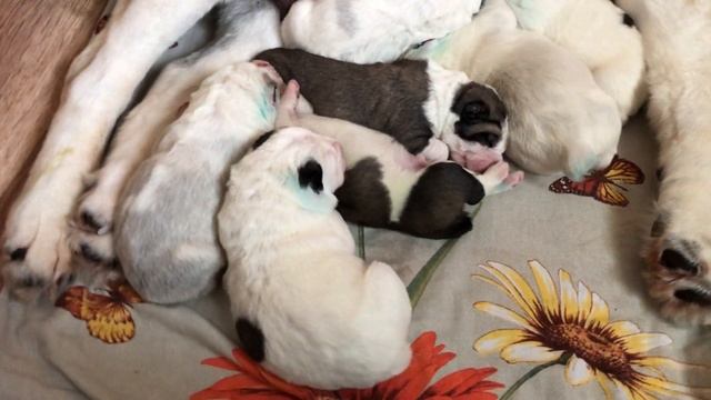 КАК ЩЕНКИ АЛАБАЯ укладываются спать смотреть онлайн