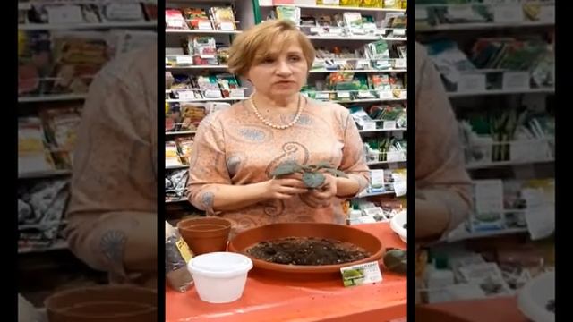 Омоложение фиалок Алла Шакурова смотреть онлайн