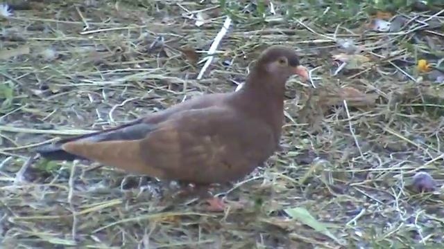 Дача 15 020 смотреть онлайн