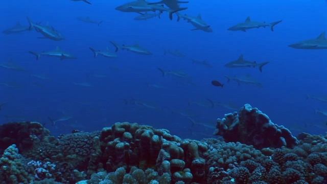 RANGIROA Island, French Polynesia's Best Scuba Diving Sites.