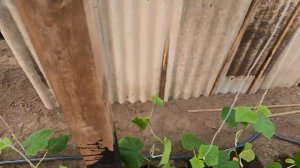 Второй слой спанбонд в теплице